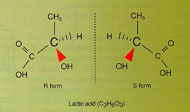The right- and left-hand versions of the lactic acid molecule.