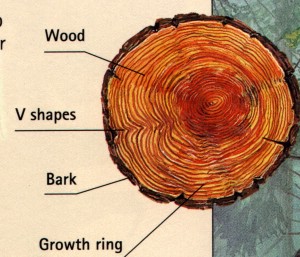 annual-growth-rings-of-trees[1].jpg